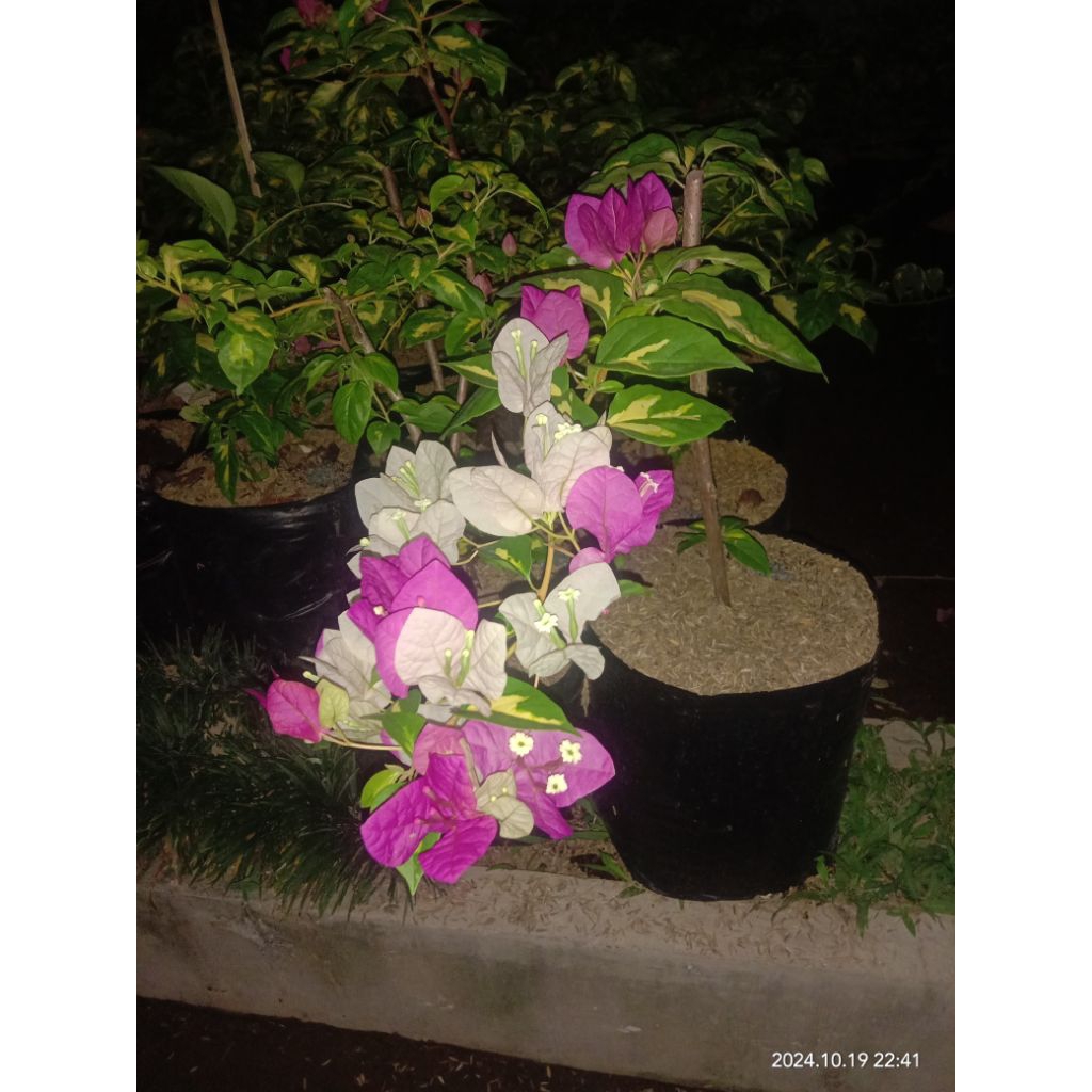 Varigata merah putih