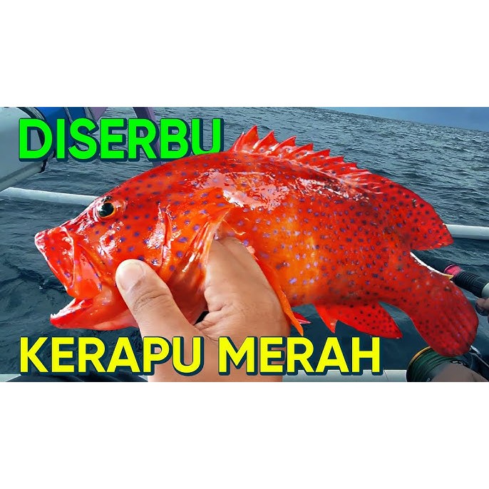 

Ikan Laut Pancingan Segar Dari Laut Kidul
