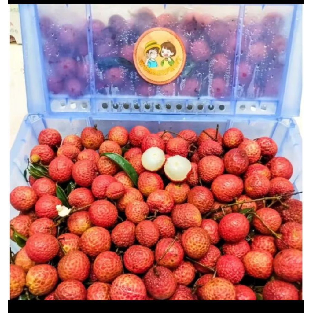 

Buah Leci Merah ada biji kecil manis fresh 1.5 kg