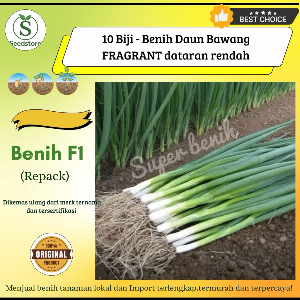 10 Biji - Benih Daun Bawang FRAGRANT dataran rendah