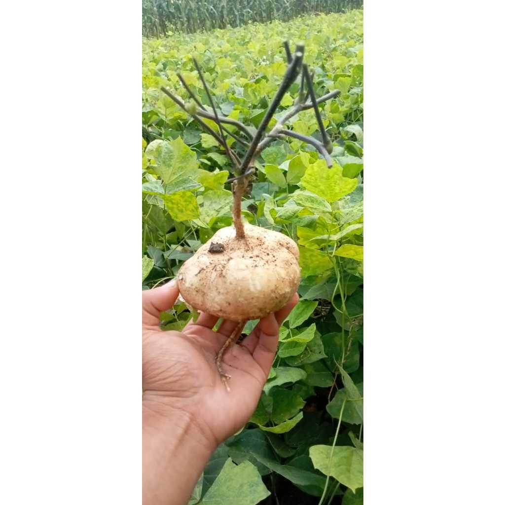 

bengkoang asli kebumen ,buah segar langsung dari kebun