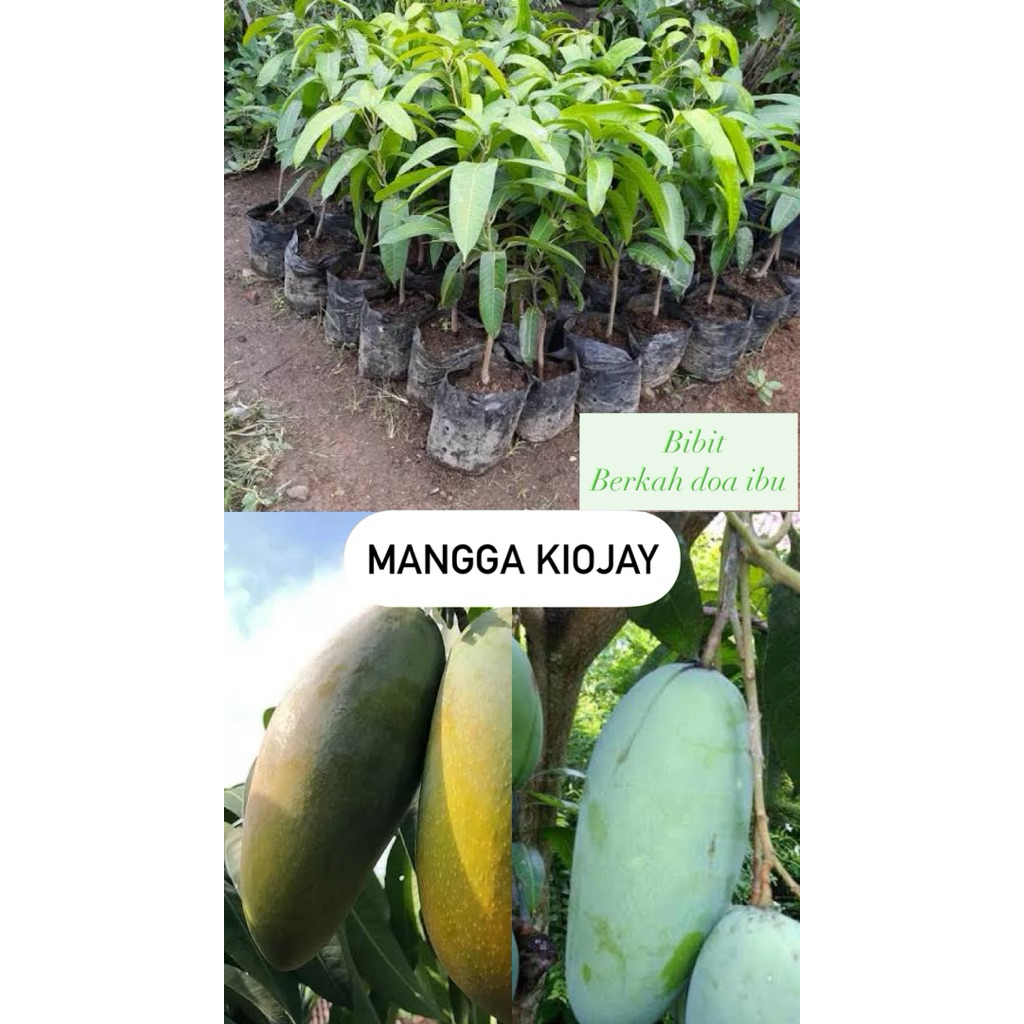 Bibit MANGGA Kiojay | Mangga thailand | Buah Besar | Bibit Okulasi