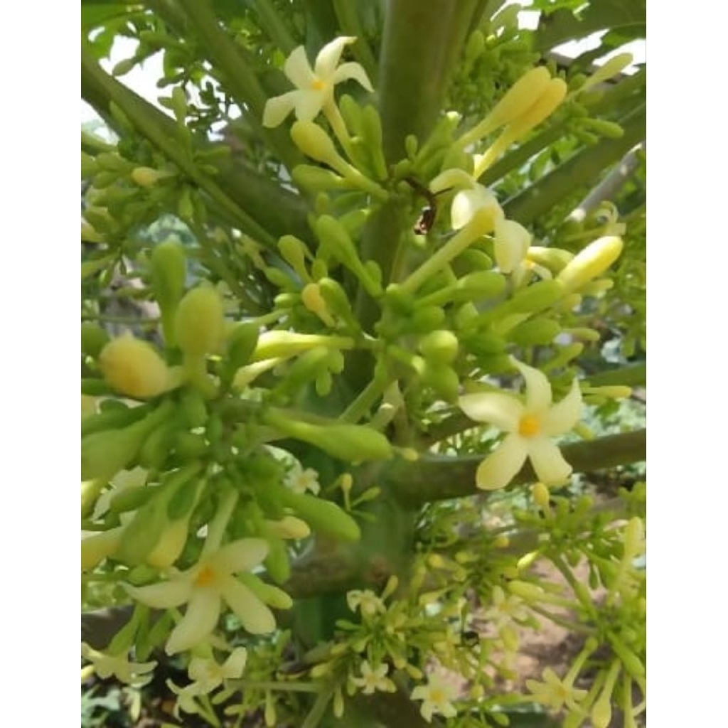 

BUNGA PEPAYA SEGAR BUNGA GEDANG KARAYUNAN 500 GRM