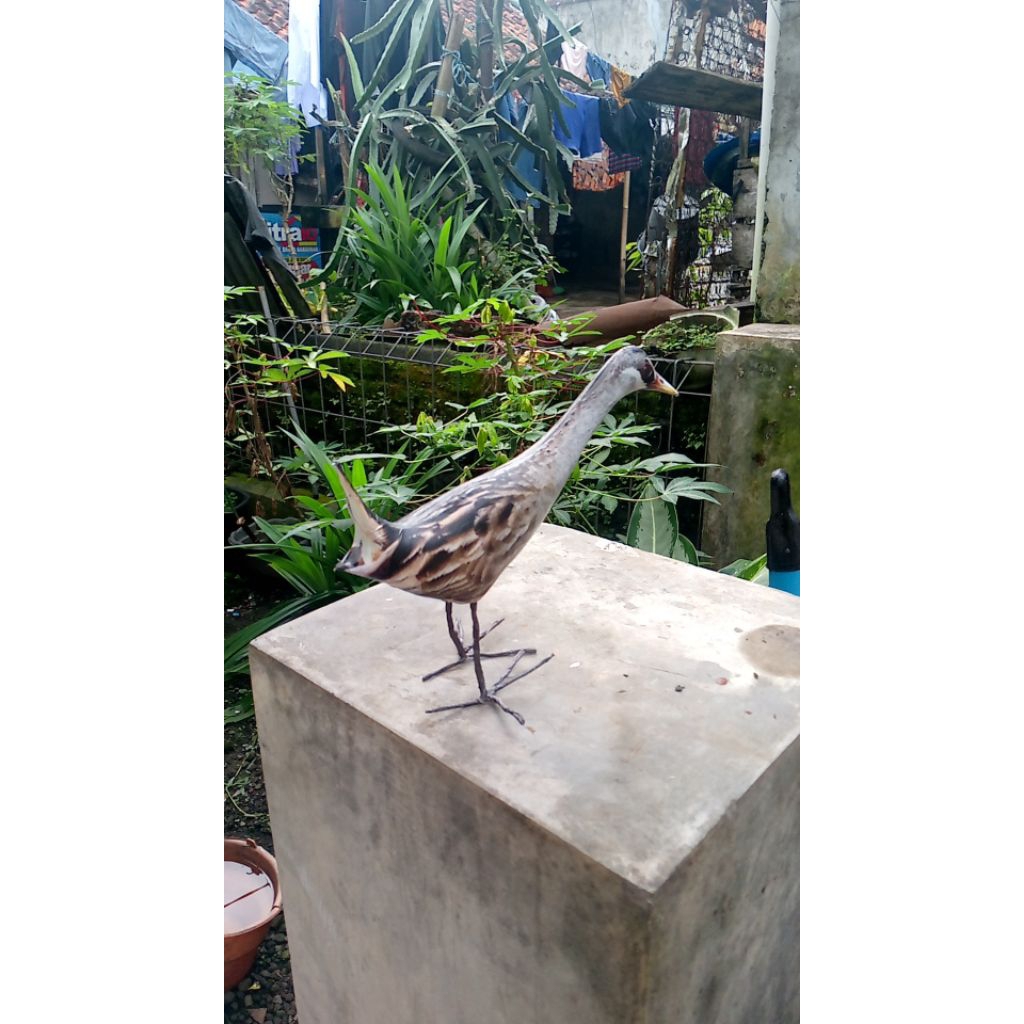 jontrot burung tikusan alis putih