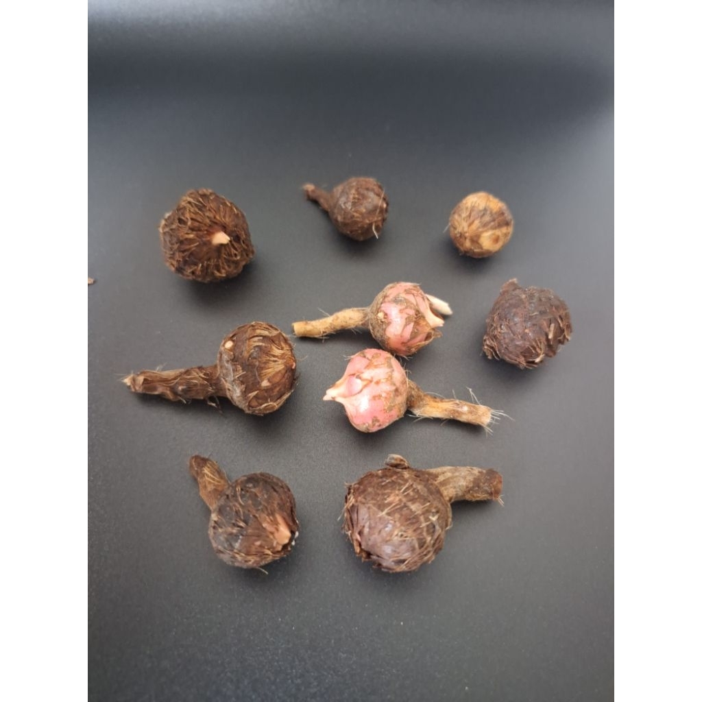 Ubi Alocasia Stingray