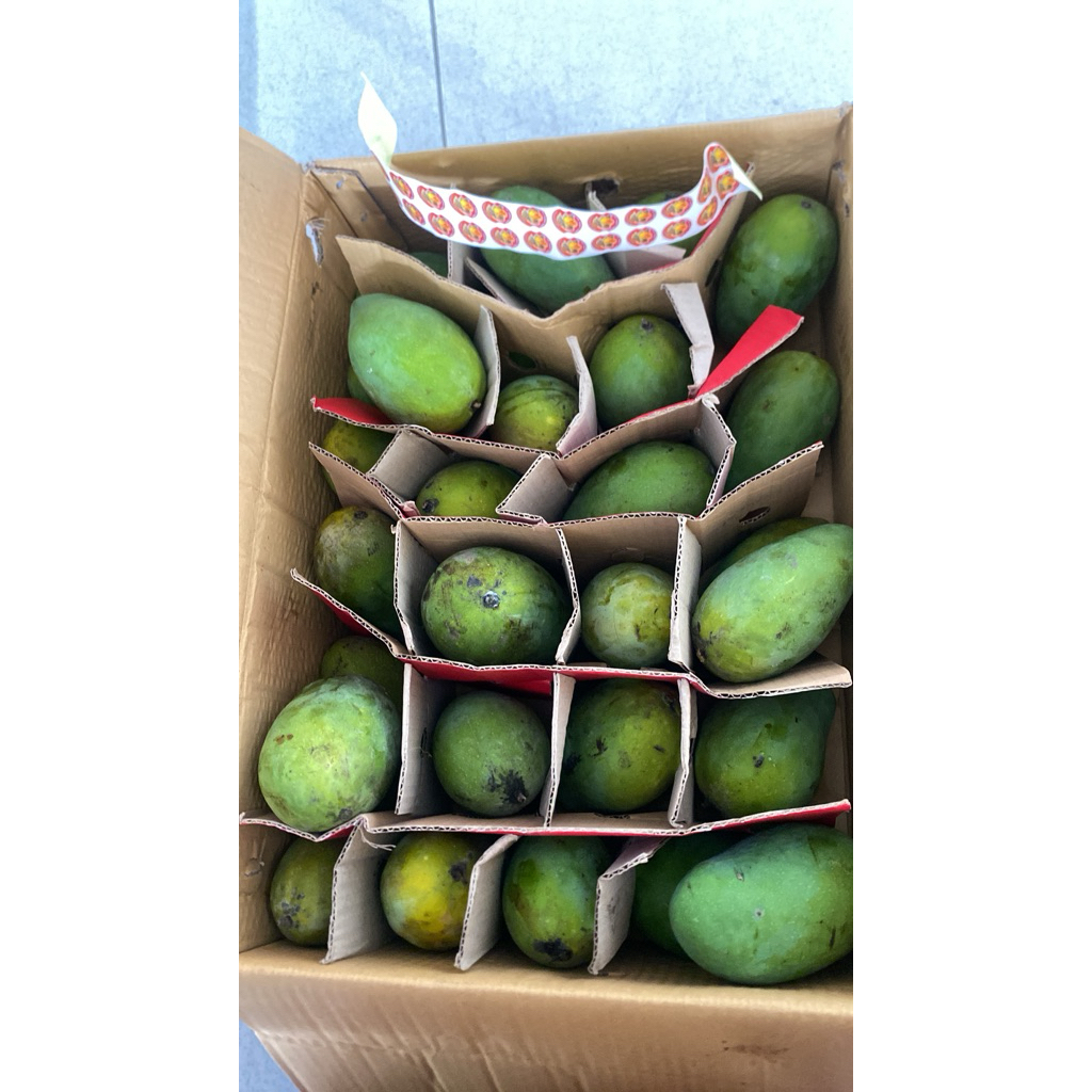 Mangga Alpukat asli bangil Dus 10kg dan dus 5kg MASAK POHON