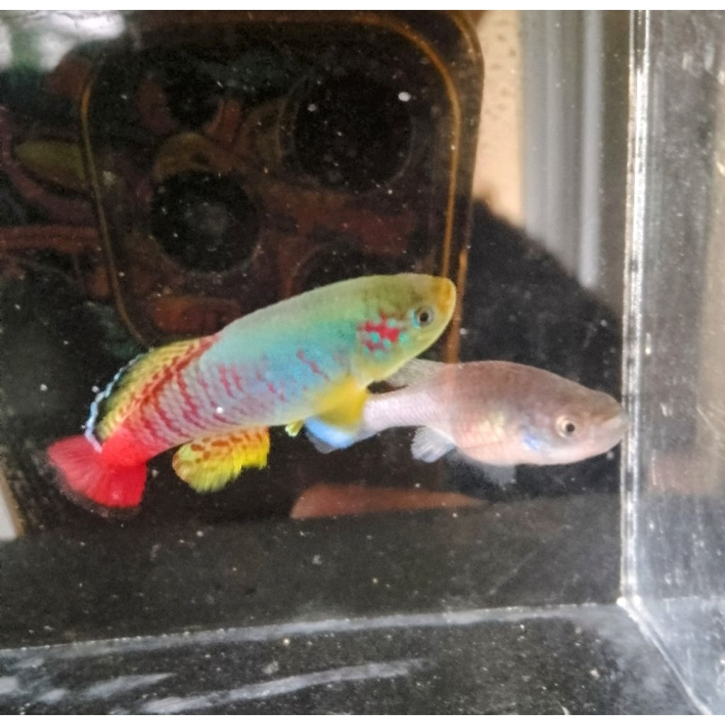 killifish guentheri red