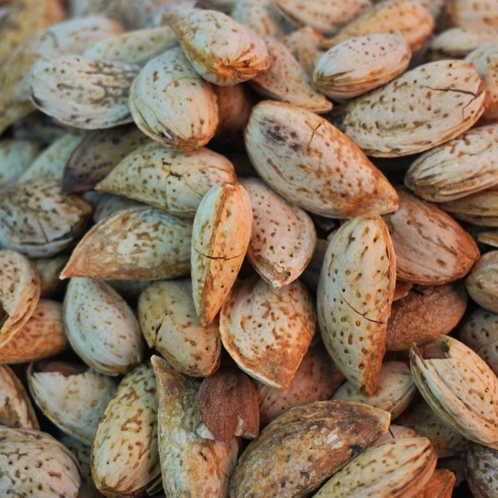 

Kacang Almond Roasted Kulit Susu – Camilan Gurih, Sehat, dan Kaya Nutrisi