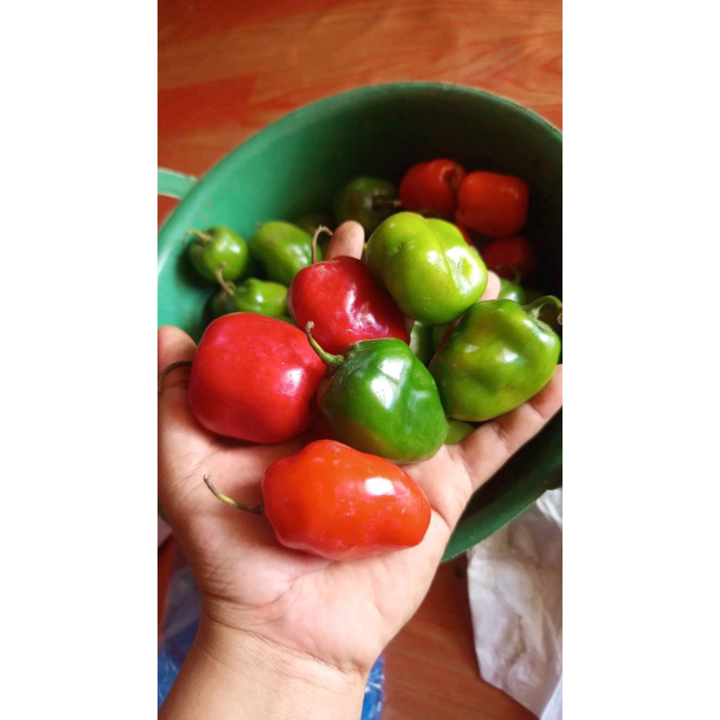 

Cabe gendot 750 gram Fresh - Langsung dari kebun