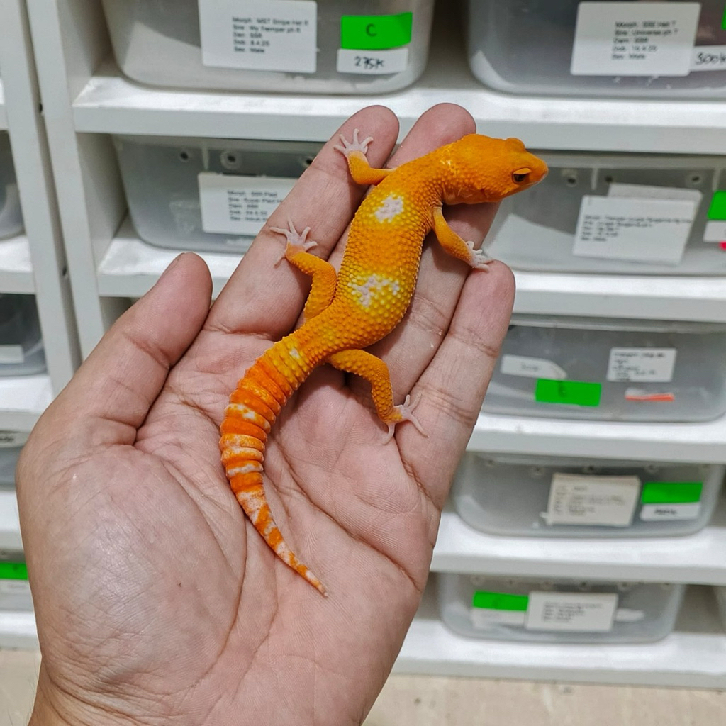 Gecko Sunglow Tomato Pedes