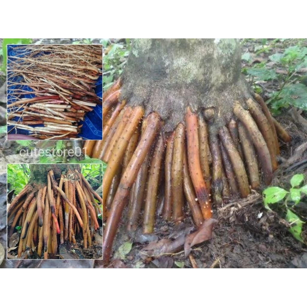 

Akar Pinang Muda Pohon Jambe 500Gram