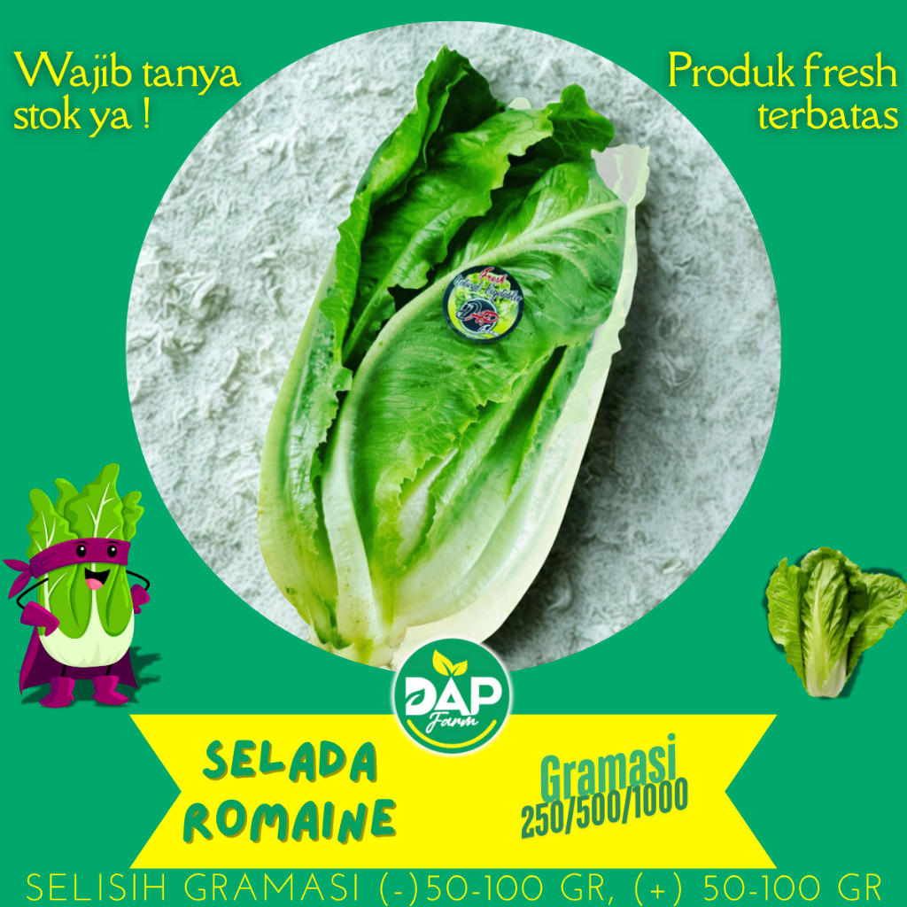 

Lettuce Romaine/ Selada Romen/ DAP Farm/ Sayur Segar Jakarta