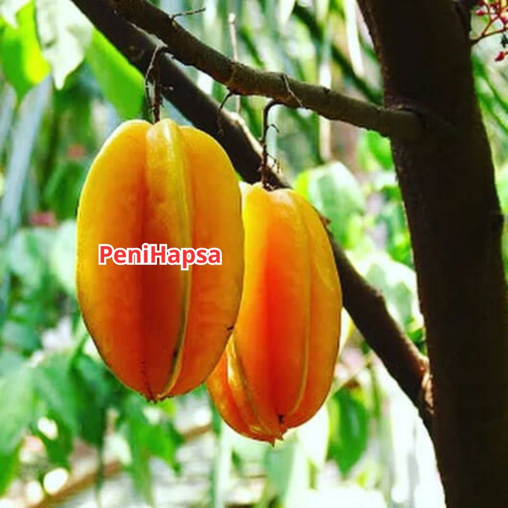 Bibit Belimbing Madu Jumbo Sudah Berbuah Spesial LIVE 15.07