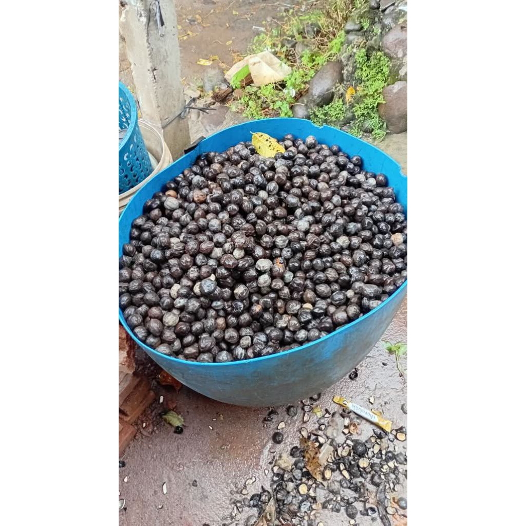 Buah kemiri masih batok atau cangkang kulit utuh /biji untuk bumbu