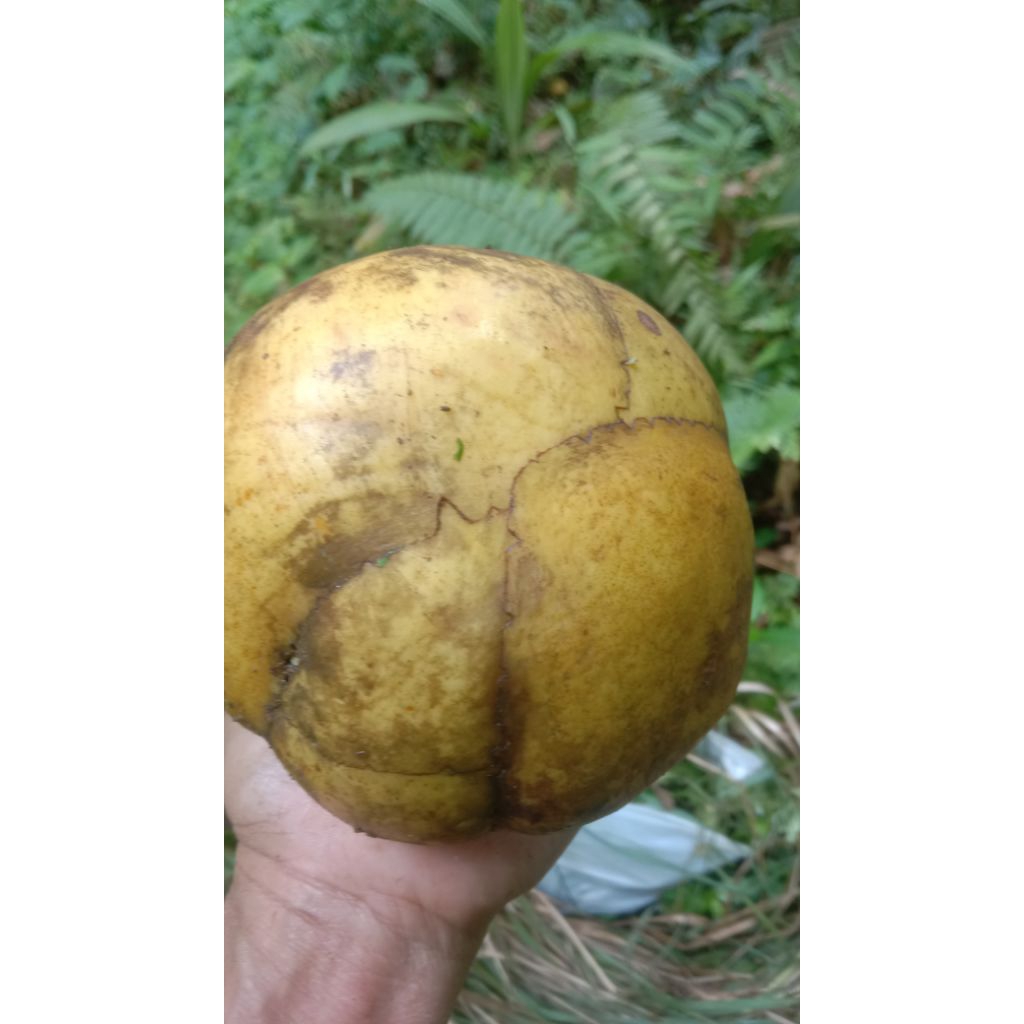 

biji buah sempur tua