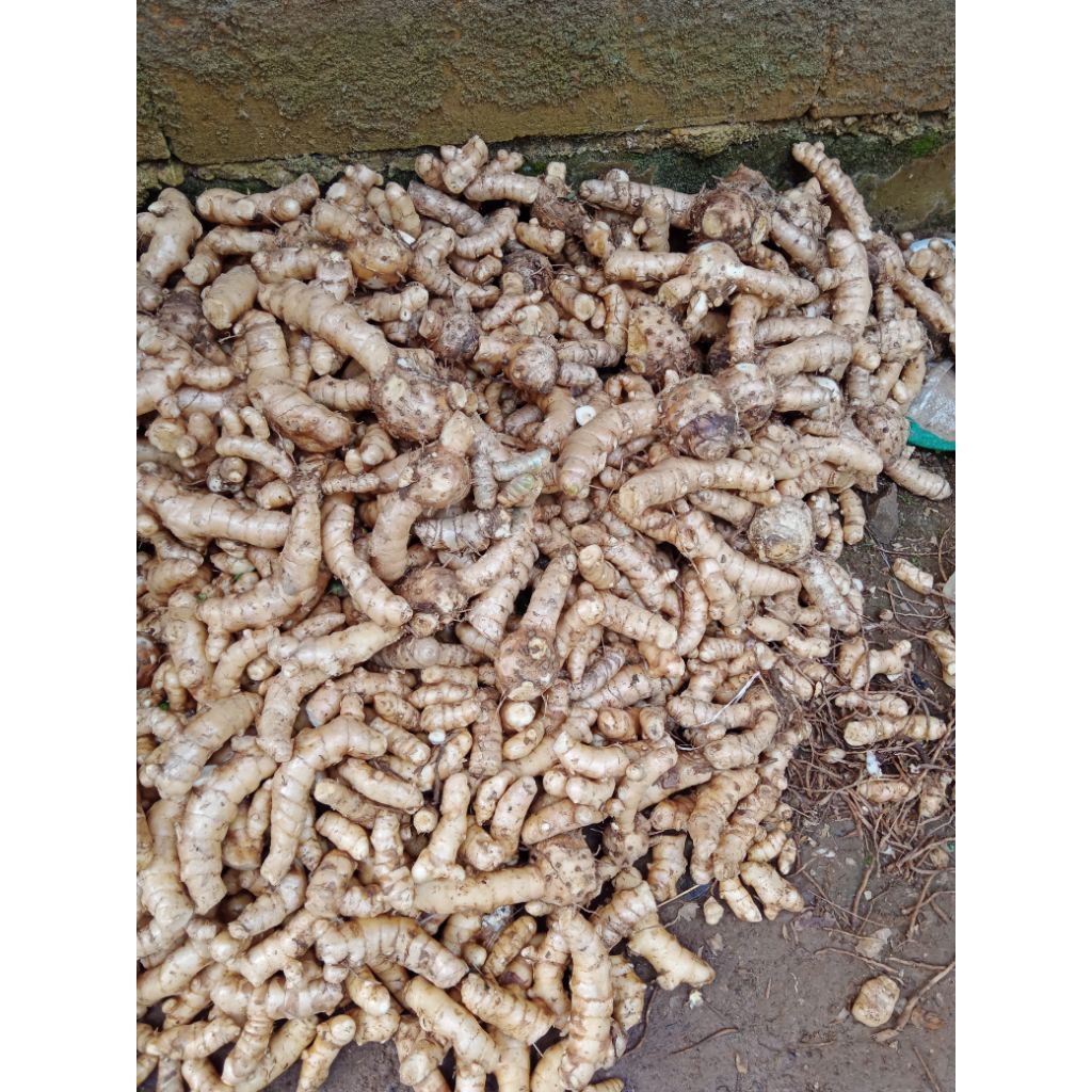 

kunyit putih segar,1 kg