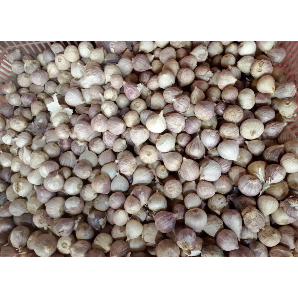 

INSTAN Bawang Lanang kecil per pcs