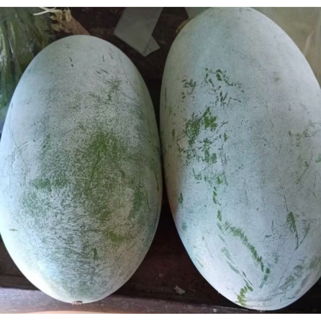 

Buah Beligo / Bligo / kundur Segar, Sehat, Berkualitas Langsung Petik dari Kebun Sendiri 2,2 - 2,5kg