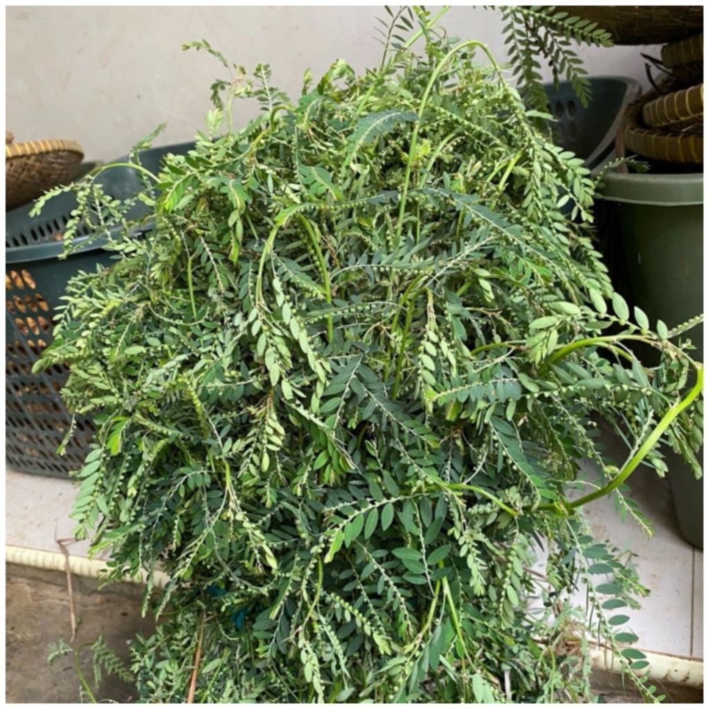 

DAUN MENIRAN SEGAR 500 Gram