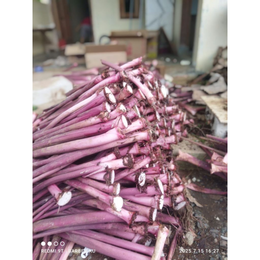 

bibit talas pratama 3/talas ungu, segar, murah