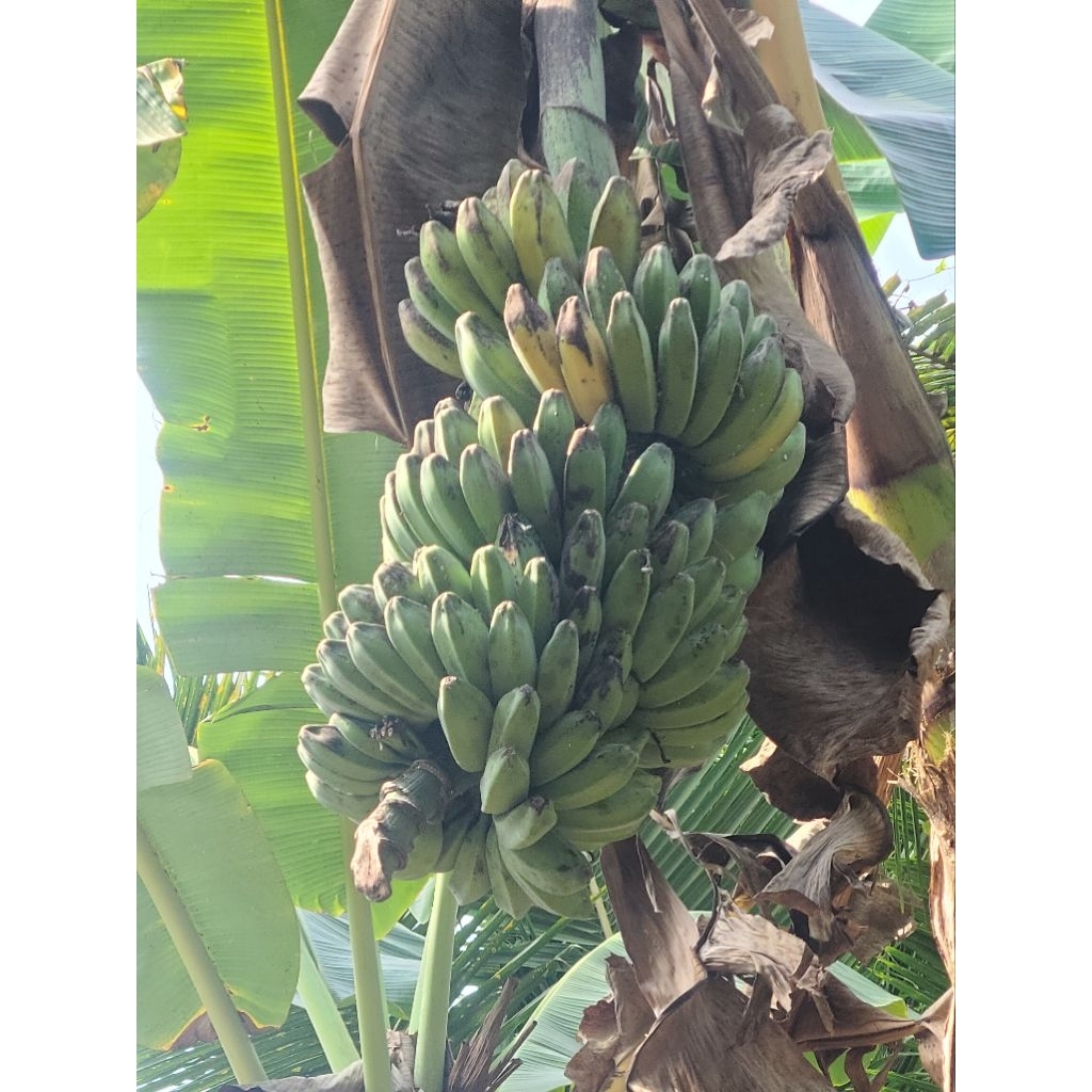 

pisang kepok kuning jumbo