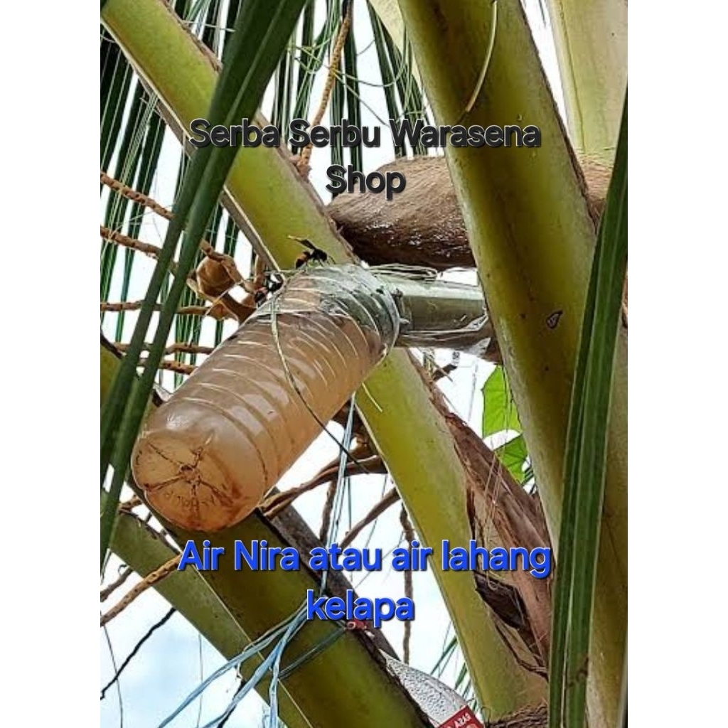 

Air nira kelapa/air lahang yang sudah matang dipasak