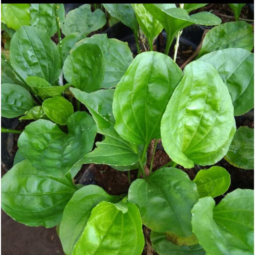 

daun ki urat segar /ki urat fresh 200 gr