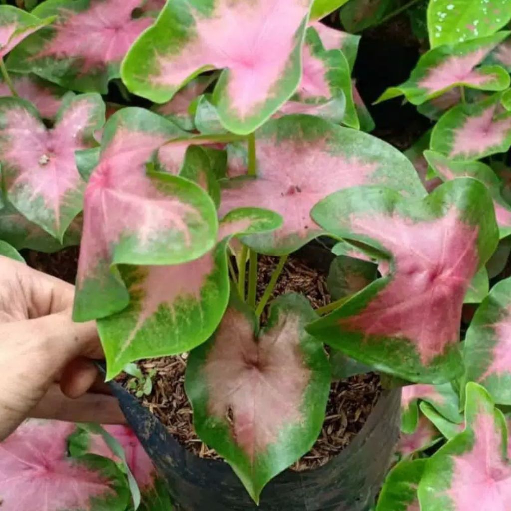 Keladi pink - Tanama Hias Keladi Pink - Keladi Pink - Tanaman Hias