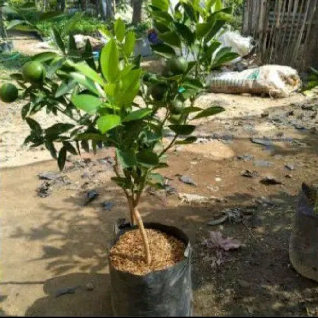 

Jeruk santang madu stek asli sudah berbuah