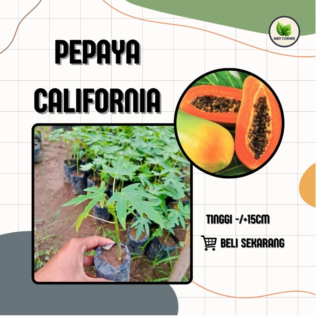 Bibit Pepaya California Berkualitas