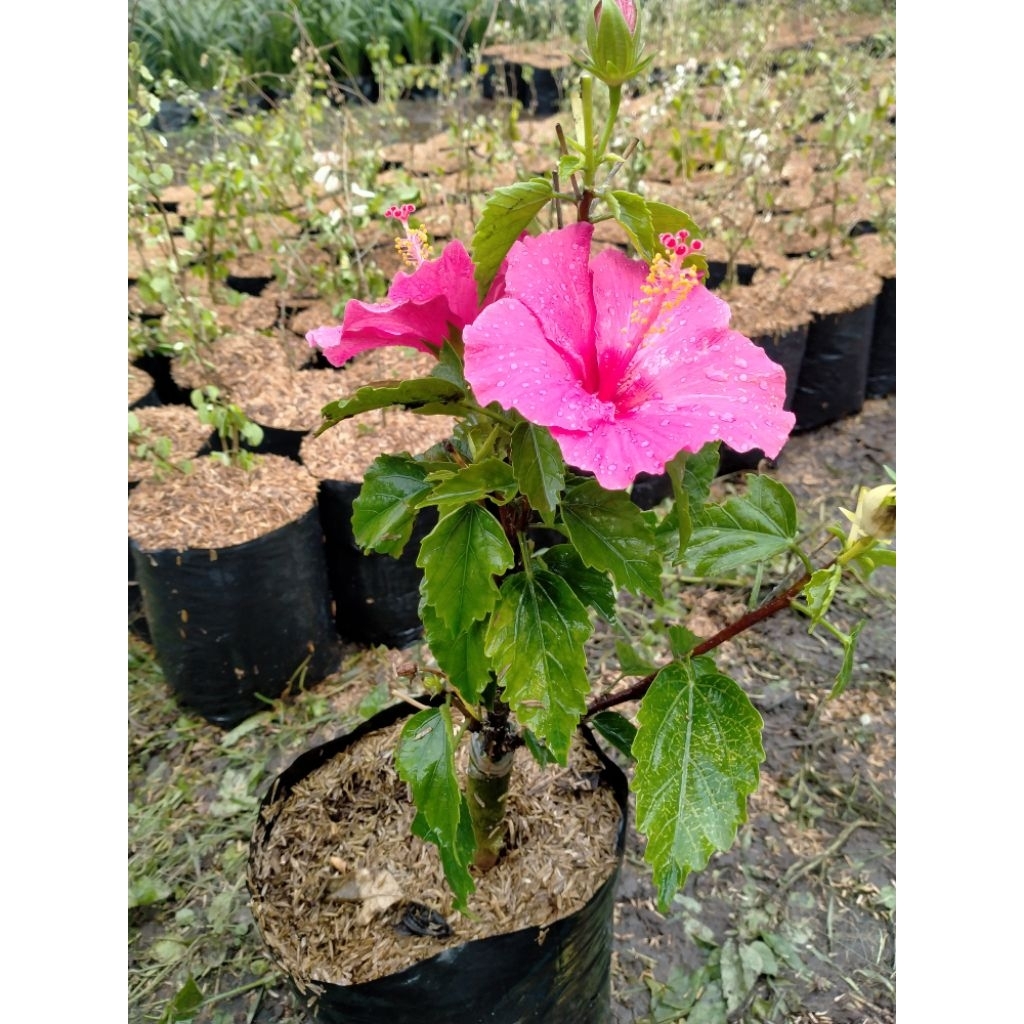 bunga sepatu bangkok