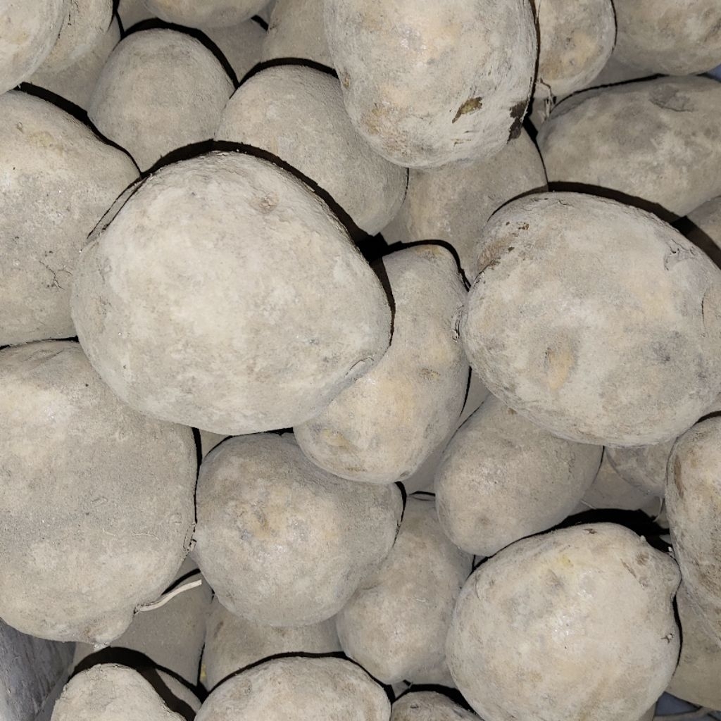 

Kentang (Biasa) Langsung dari Kebun | Hemat & Awet | Cocok Masak Harian