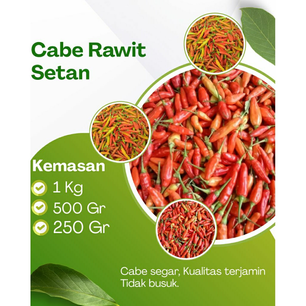 

CABE RAWIT SETAN, SEGAR, BERSIH, TIDAK. BUSUK
