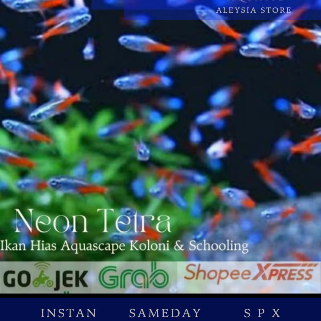 Neon Tetra XL Paket 150ekor Hiasan Aquarium dan Aquascape