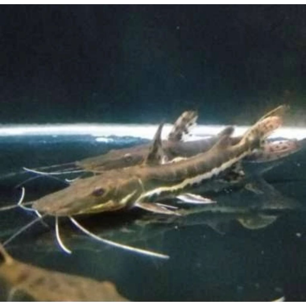 TSN CATFISH UKURAN 14-16 CM