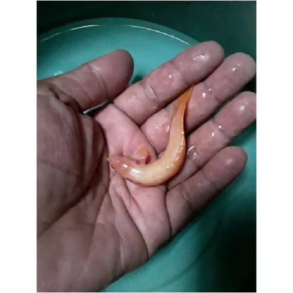 PALMAS ALBINO SB UKURAN 6-7 CM