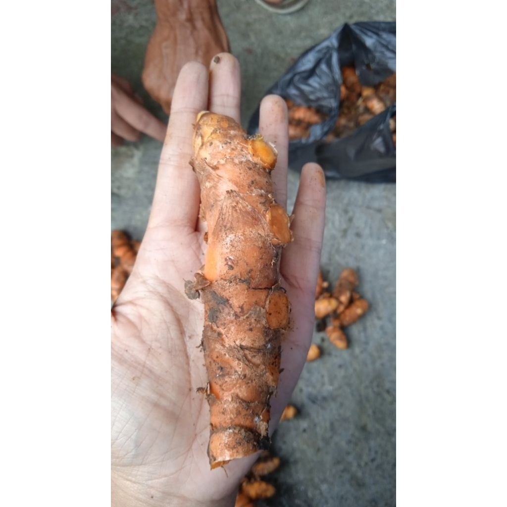 

Kunyit Super / Bumbu Dapur / Murah Meriah / Segar