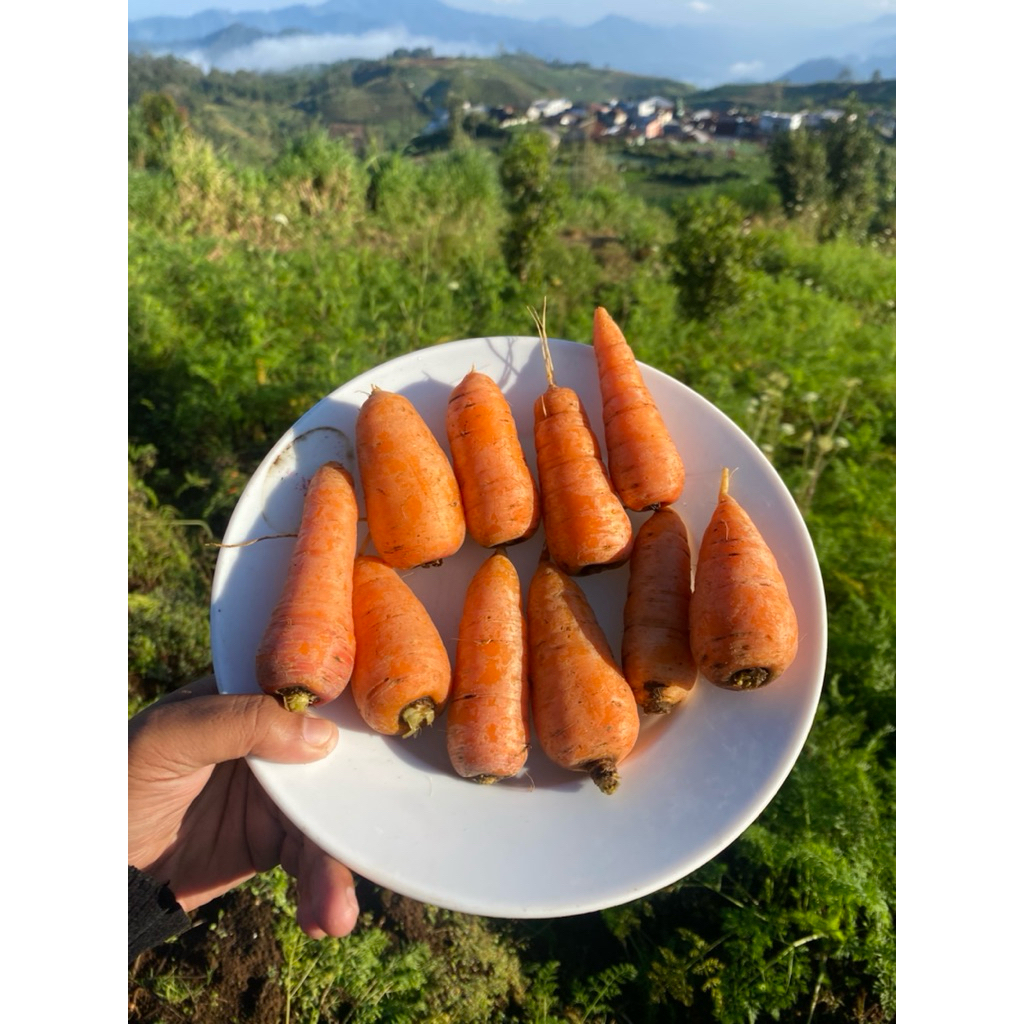 

WORTEL 1 kg UKURAN MINI - (5 - 8 cm) - BARU PANEN DARI KEBUN