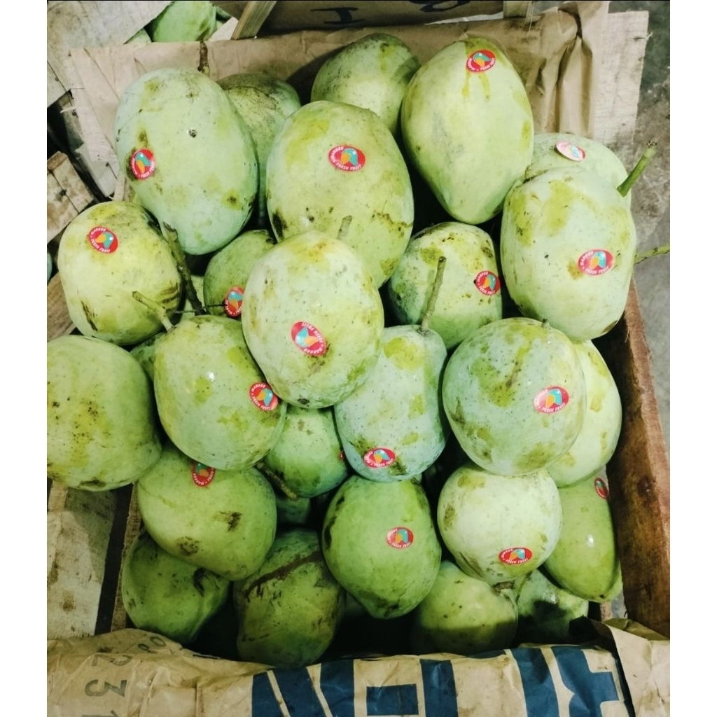 

mangga indramayu fresh