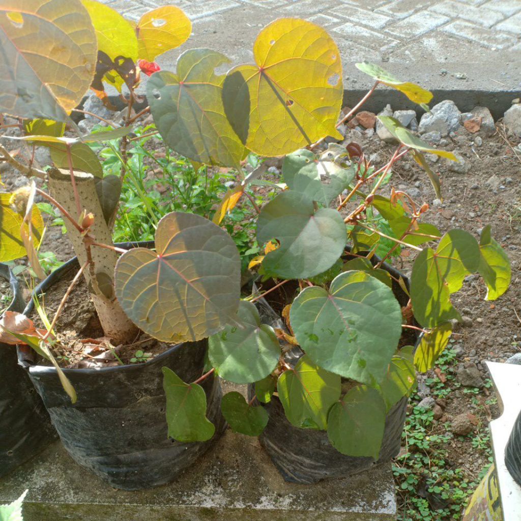 bibit bonsai waru merah