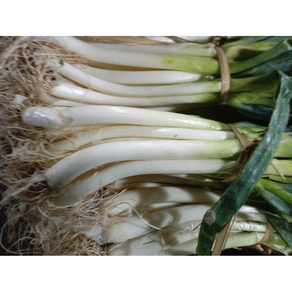 

SAYUR DAUN BAWANG GODONG PREY / PREI / PRE SEGAR