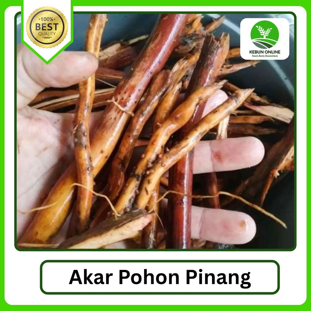 

500g Akar Pohon Pinang Fresh 100℅ Original
