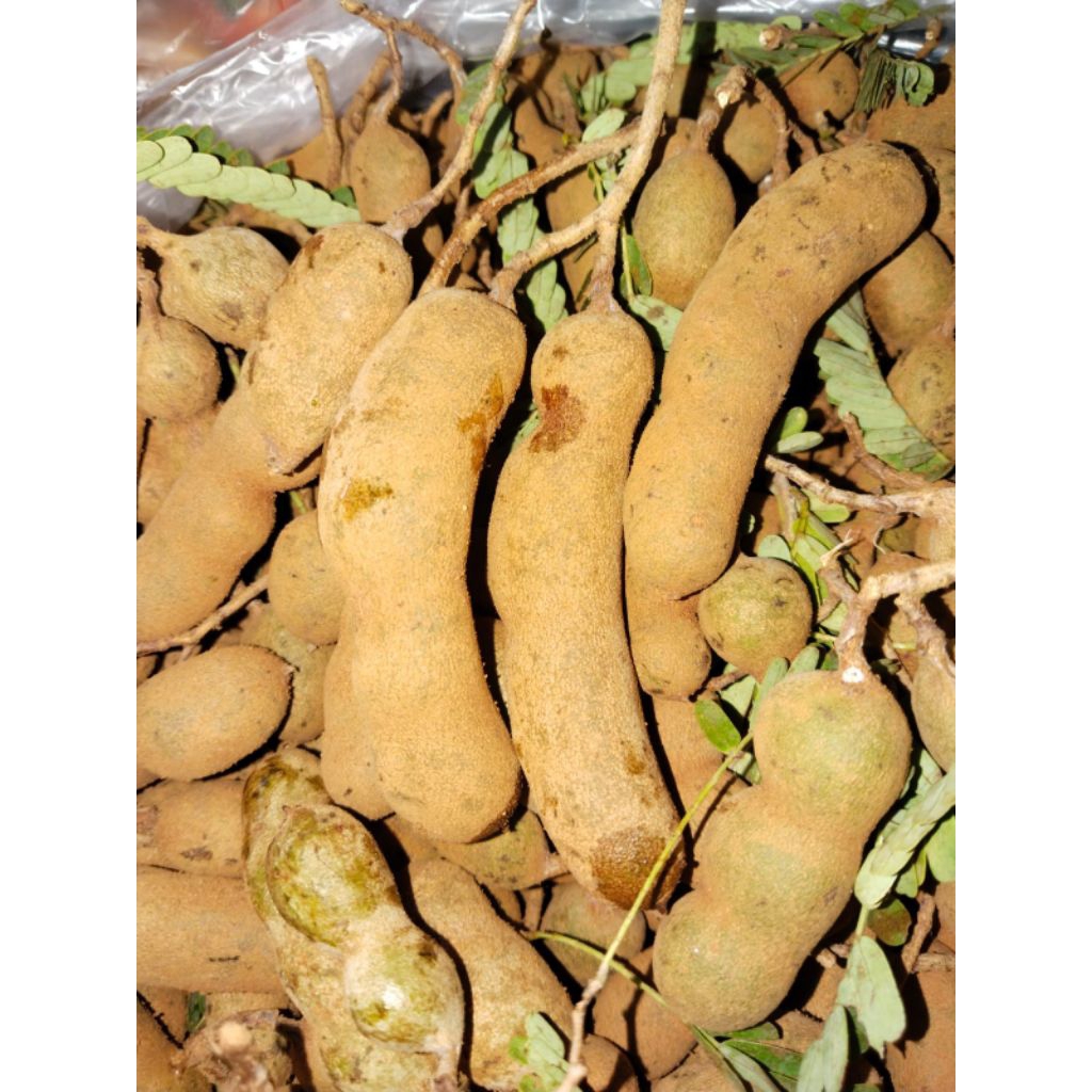 

1kg asam jawa mudah/asam cempalok segar fresh.
