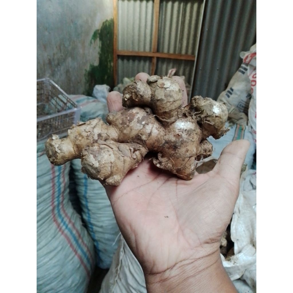 jahe gajah/jahe besar/jahe gajah lokal/ jahe fresh 1kg