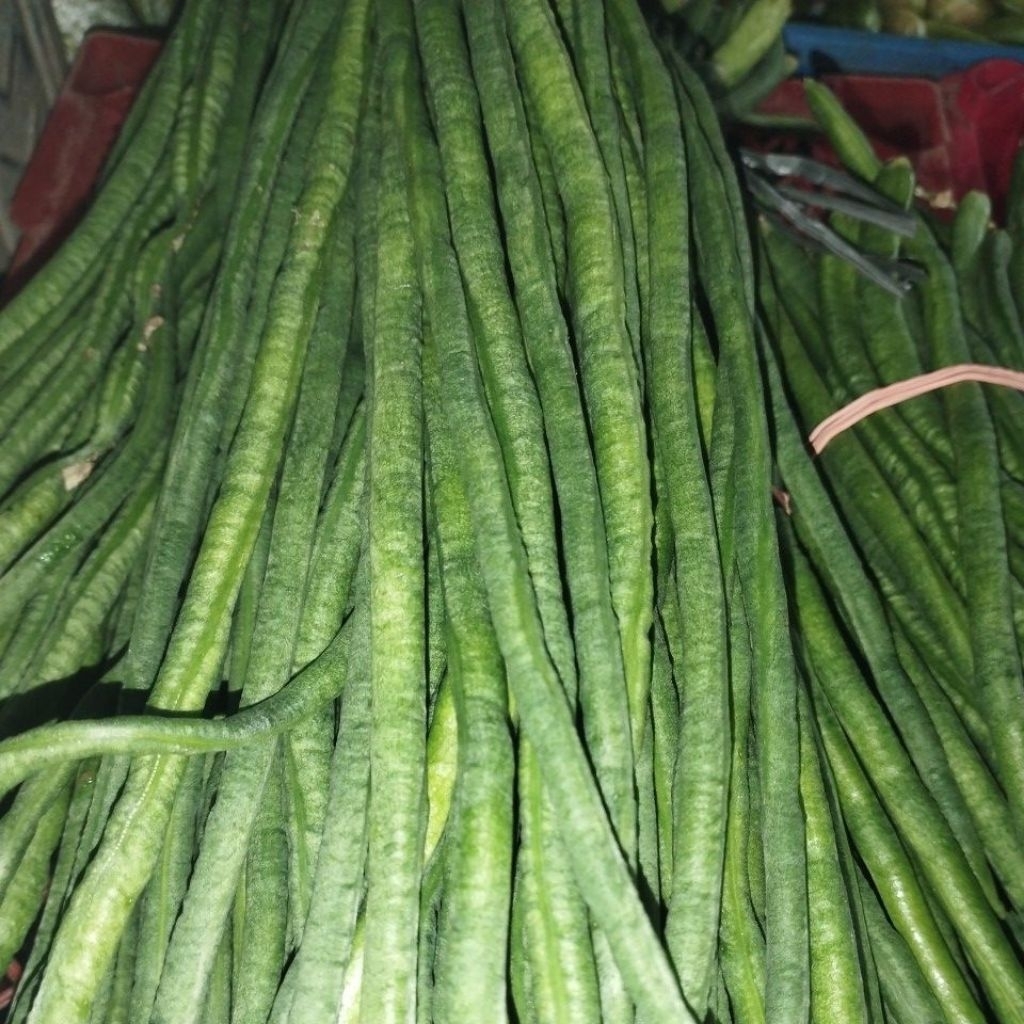 

Kacang Panjang