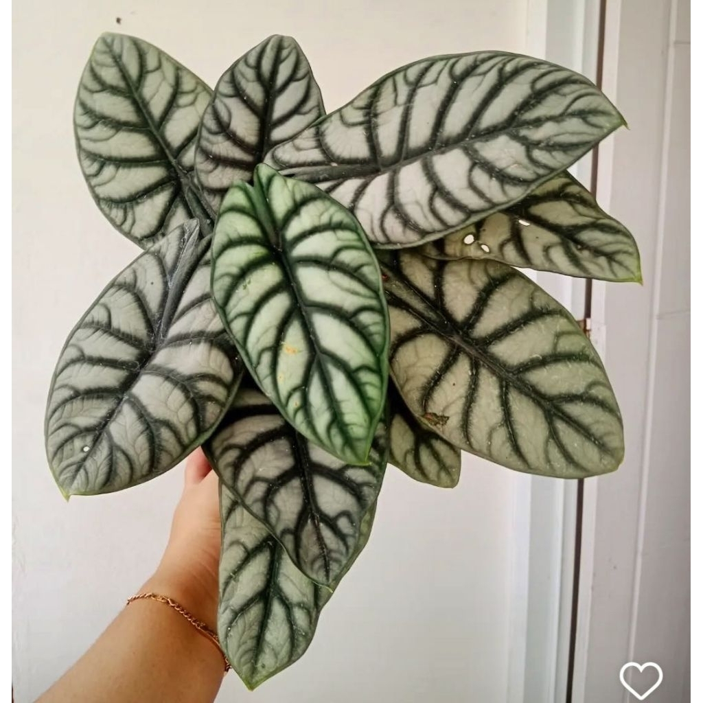 Tanaman Hias Alocasia Dragon Silver Bunga Hias Alocasia Anakan Dragon Silver Anakan Murah BUKAN BONG