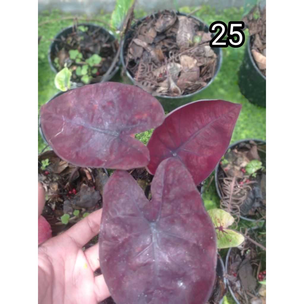 Tanaman Caladium Hybrid Ekonomis