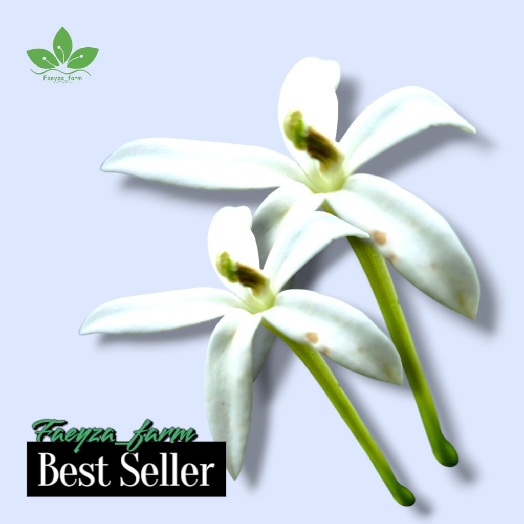 

Bunga Ki tolod/ki korejat untuk mata