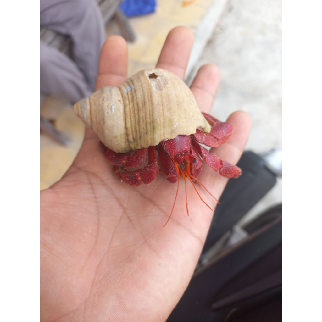 kelomang Red Perlatus