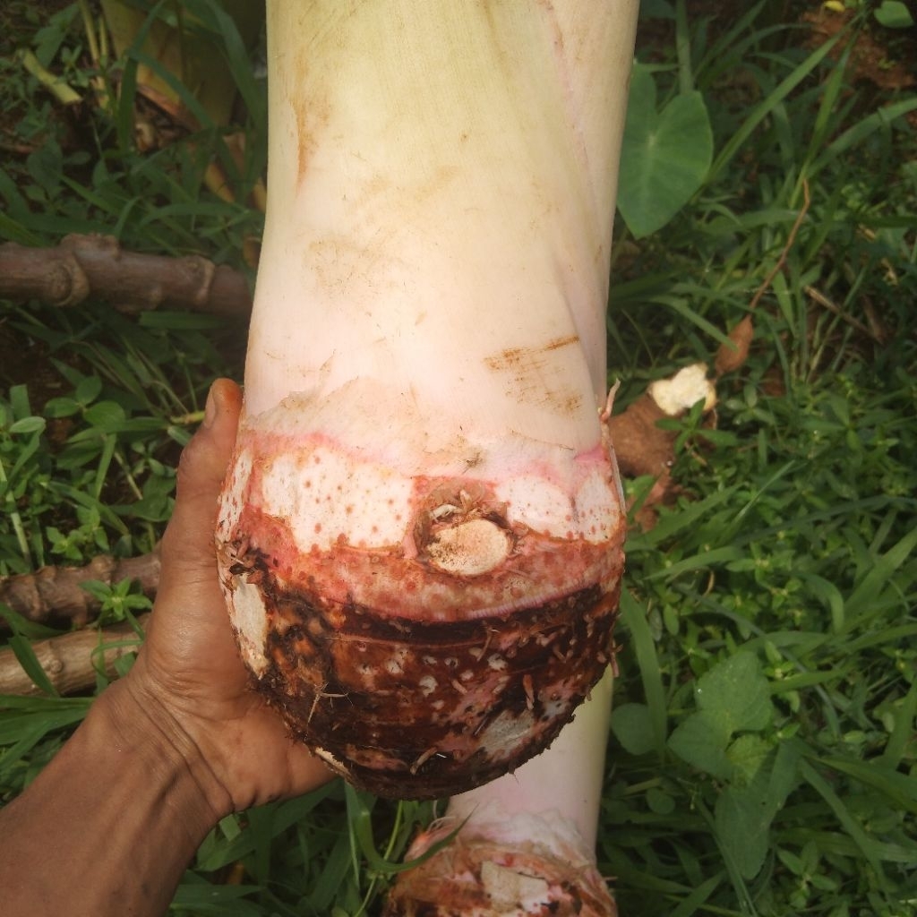 

Talas Bogor jumbo, kualitas super, talas bogor, per 1 bonggol besar( berat 2kg)